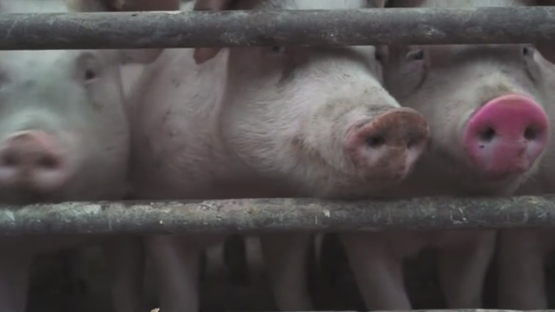 Neighbors in Story County are concerned with the possibility of a new hog confinement coming.