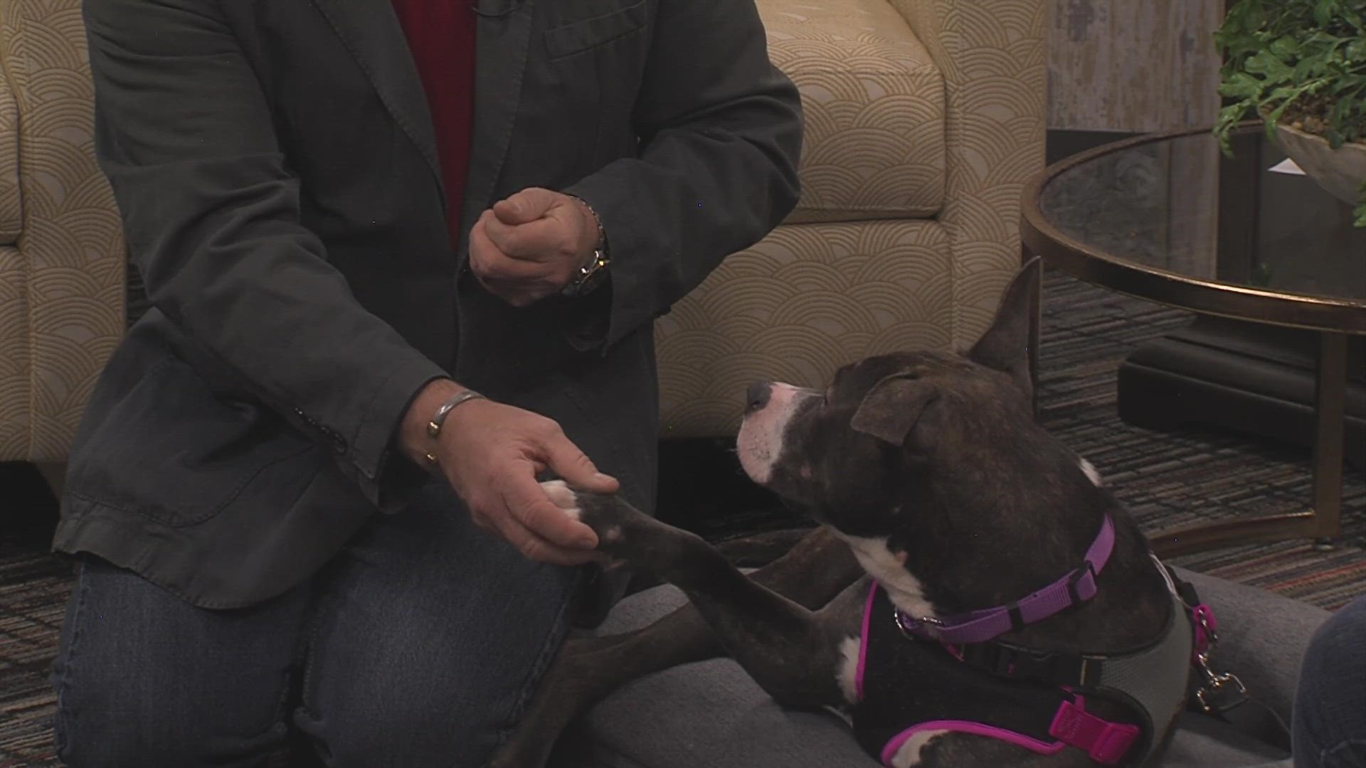 Valentine's Day Litter Box event and Leah looking for a new home at ARL of Iowa