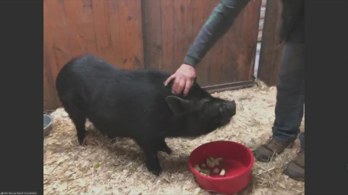PIA the PIG needs a new home at ARL of Iowa - Vimarsana News