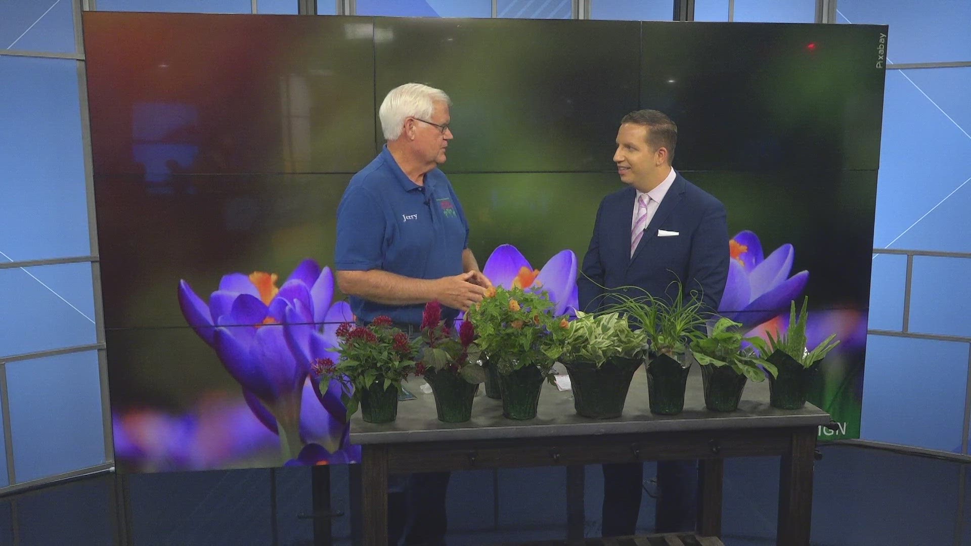 Jerry Holub of Holub Greenhouses says they have plenty of indoor and outdoor plants available to purchase.