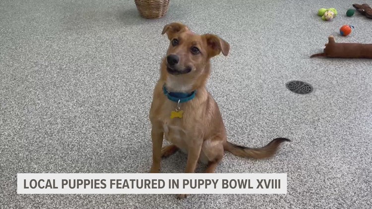 Iowa rescues featured in Puppy Bowl XVIII