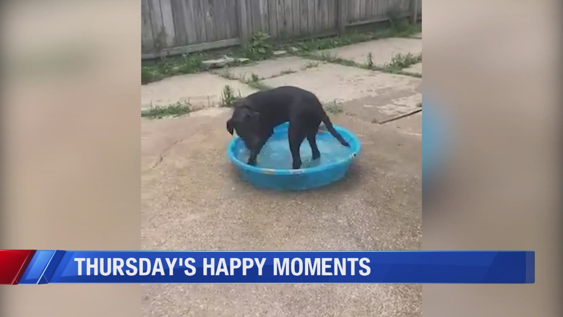 Happy Moments vol 62: Dog days of summer + pandemic projects