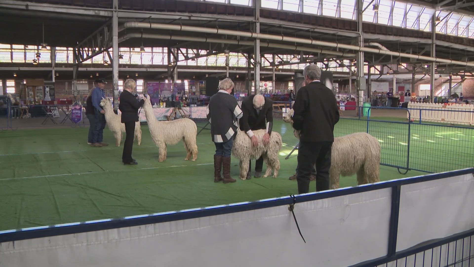 The alpacas are being judged on their fleece characteristics and confirmation.