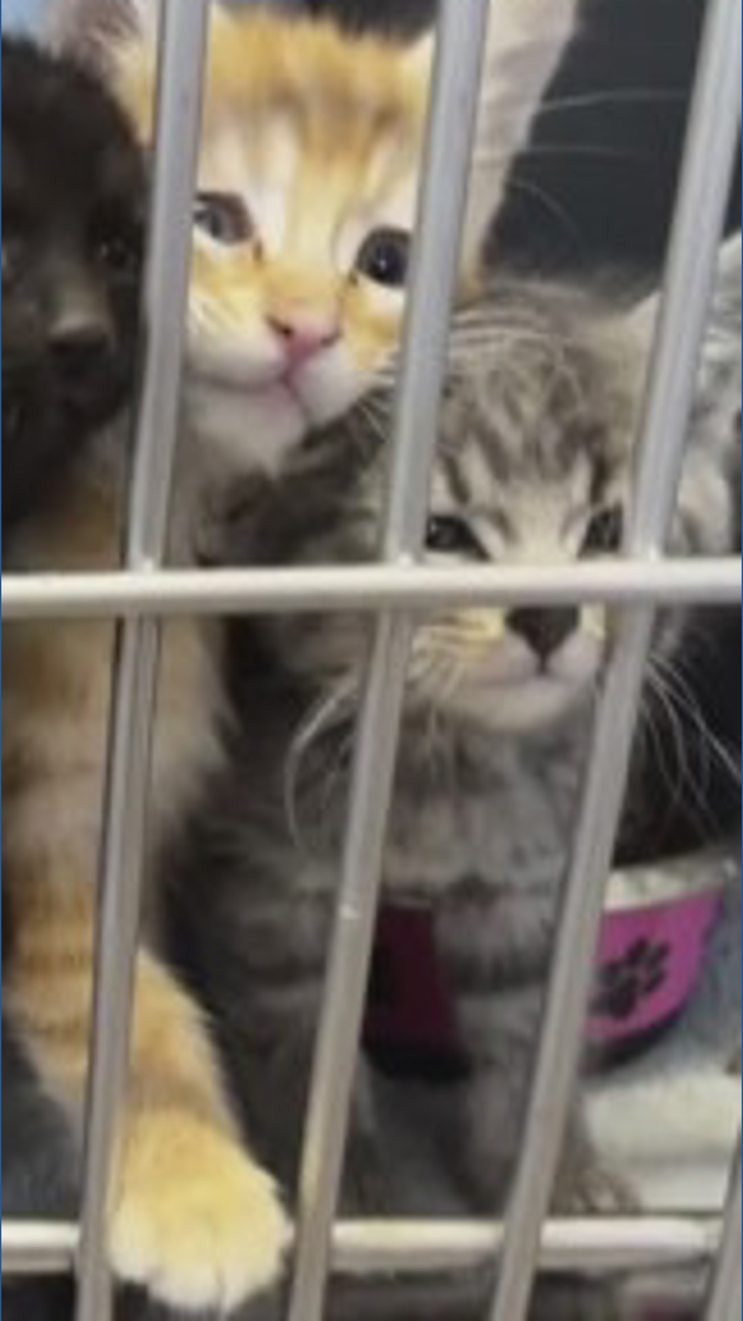 Image showcasing Kitten season: What to do if you find a stray litter | weareiowa.com