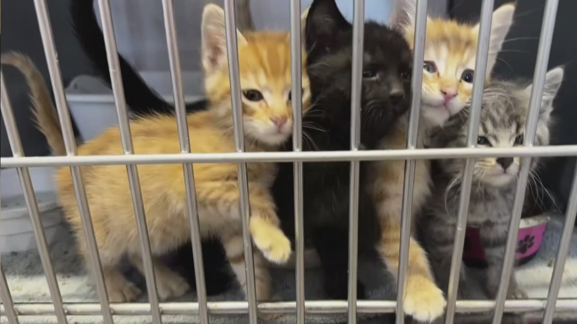 Kitten season: What to do if you find a stray litter | weareiowa.com