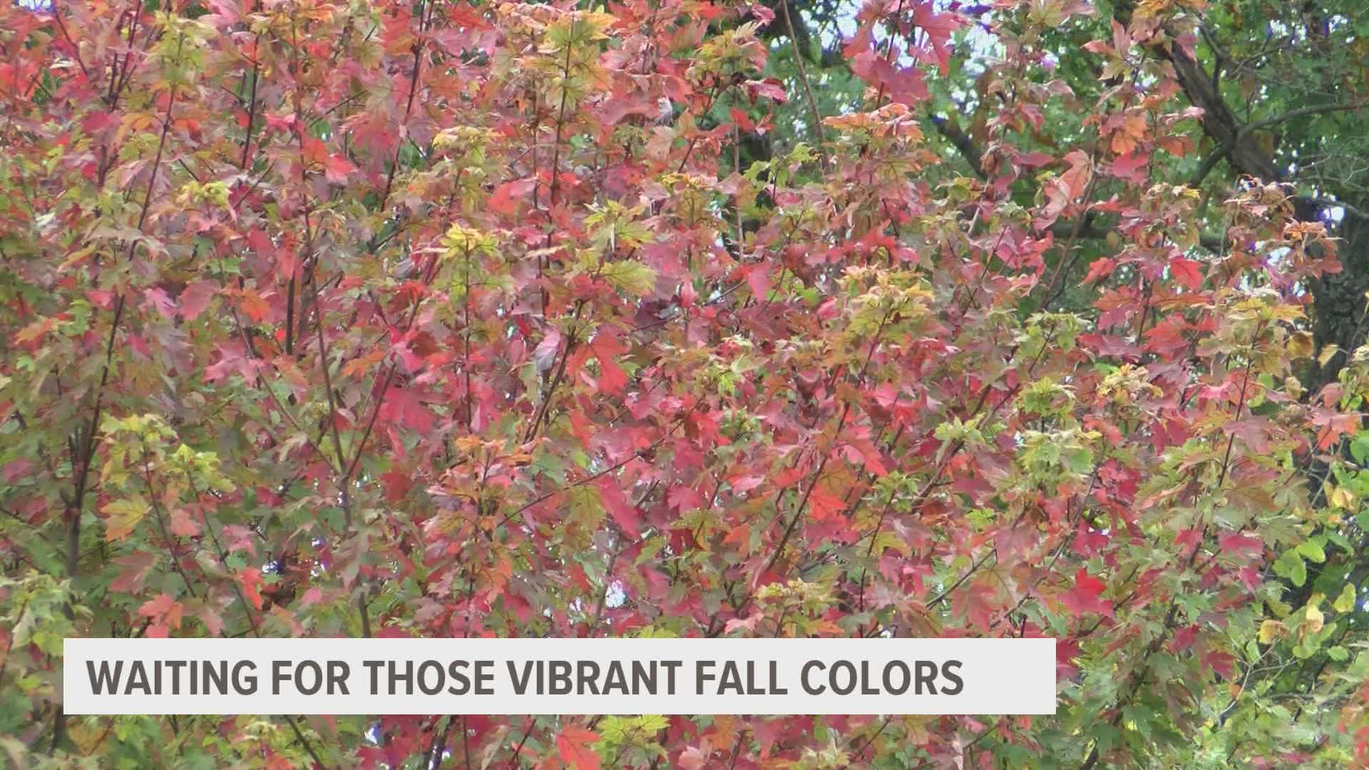 Persistent heat and drought are limiting the trees from showing off their vibrance. With fall well underway, are the colors on their way?