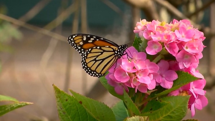 U of A professor awarded $1.35M to study 'visual tuning' of butterflies
