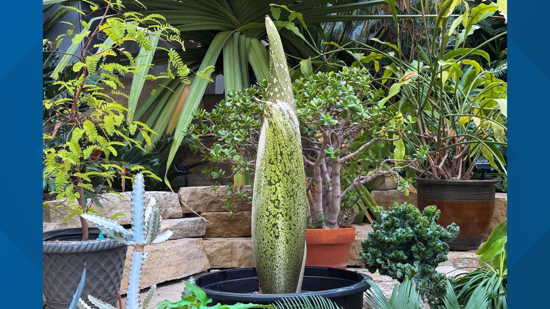 "This isn’t just a flower—it’s a 10-foot-tall botanical rock star when in full bloom: Rare. Rancid. Ridiculously cool," Reiman Gardens said in a Facebook post. 