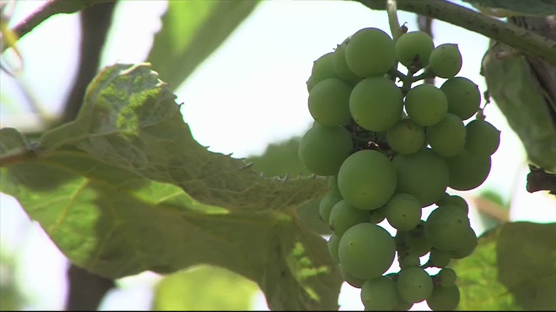 Brad's Backyard Garden: Growing grapes in Iowa