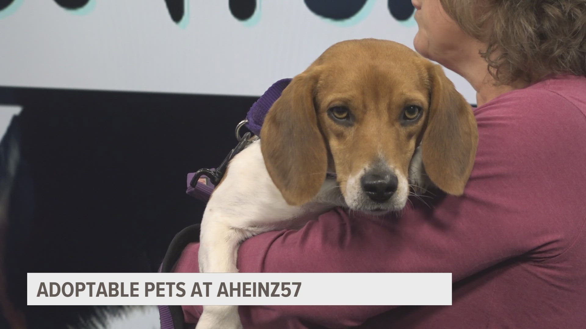 Amy Heinz of AHeinz57 Pet Rescue & Transport introduces us to Kevin Bacon, one of the many pets up for adoption at the shelter.