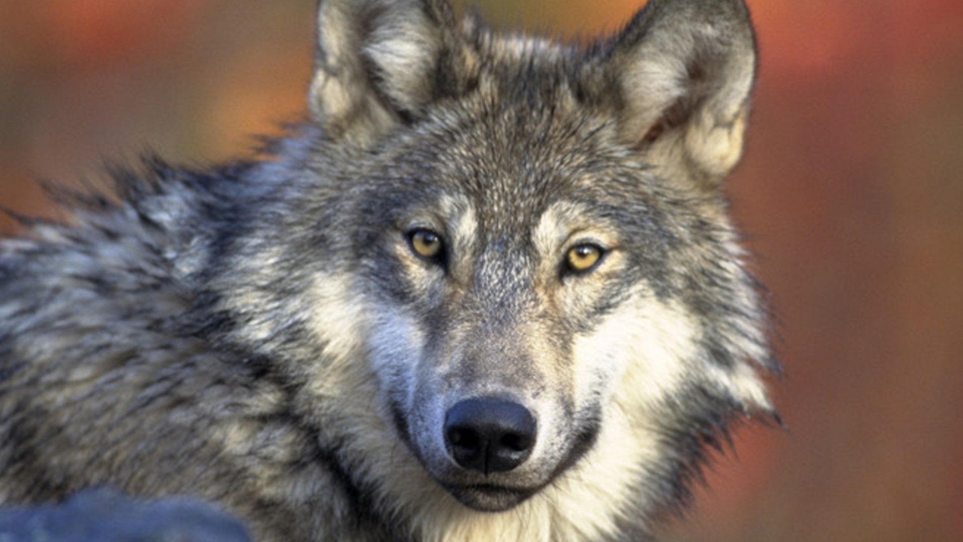 A state veterinarian found that the wolf was infested with tapeworms.