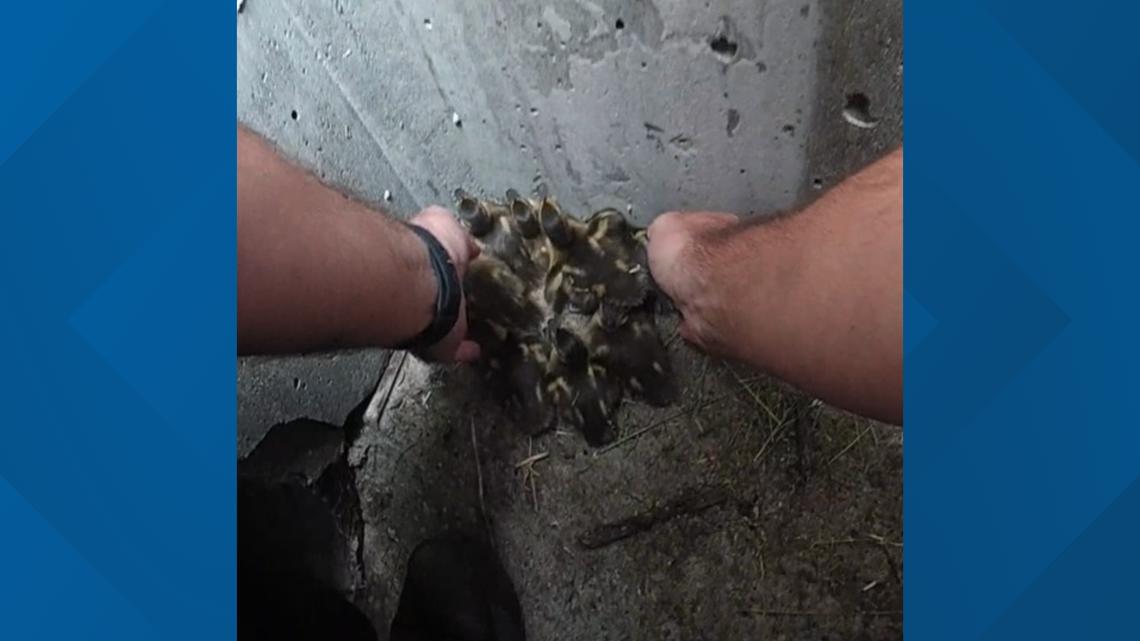 Urbandale police officer rescues ducklings from storm drain