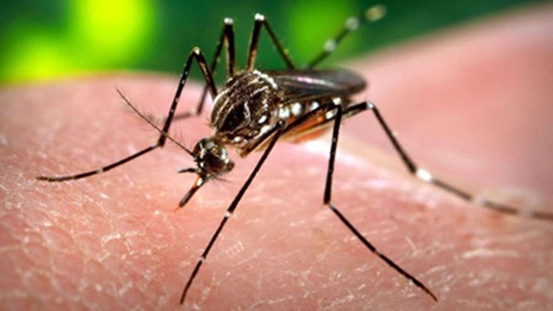 Iowa HHS says six Iowans were diagnosed with West Nile last year, but nobody died.