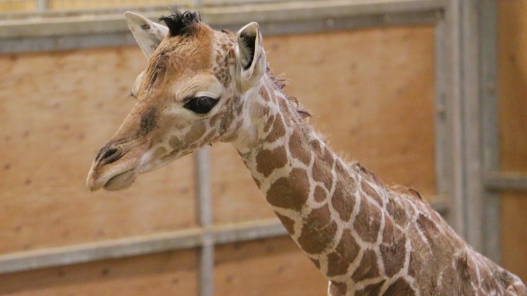 It's a boy: Blank Park Zoo welcomes baby giraffe