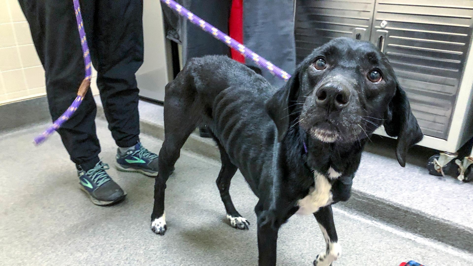 Des Moines woman charged with animal neglect after dogs found described ...
