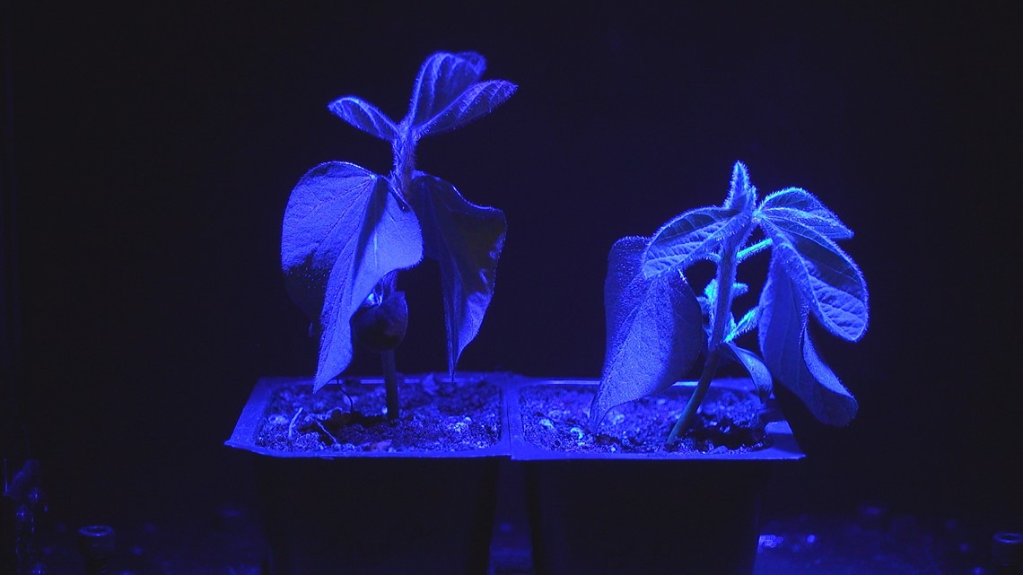 Glow-in-the-dark plants could be the future of Iowa farming - Vimarsana News