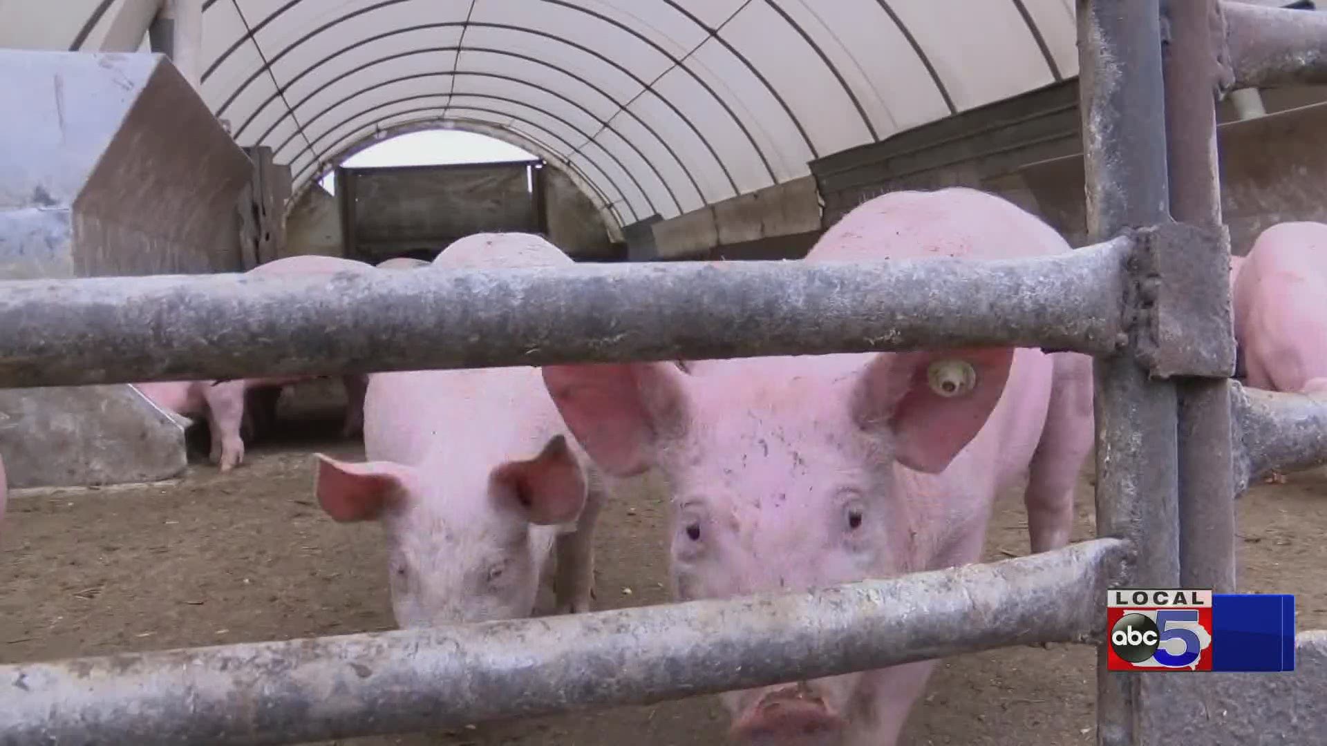 Iowa State University estimated roughly 600,000 pigs in Iowa haven't been harvested as of mid-May because of COVID-19-related supply chain issues.