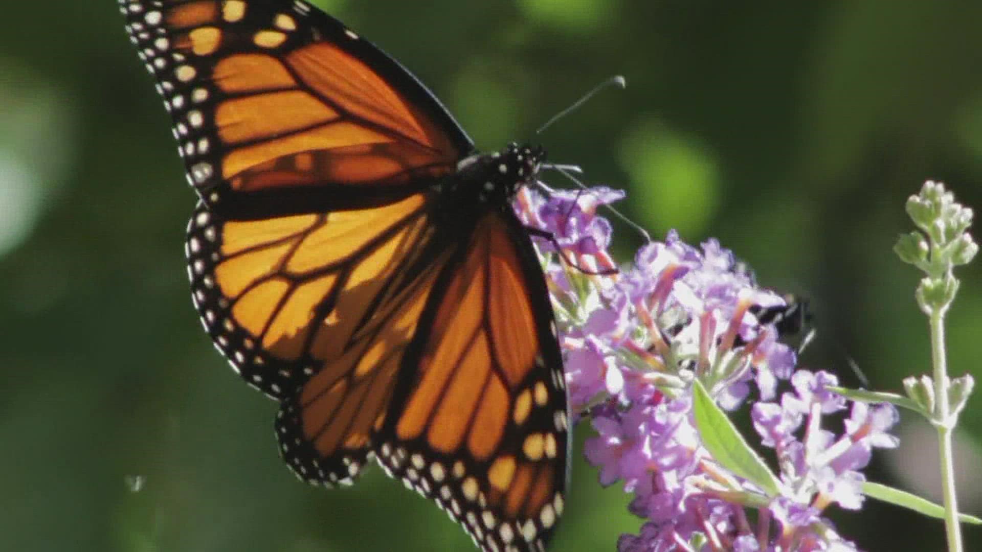 Chris Eckles from the Blank Park Zoo talks about Monarch Day Saturday (9/11/21) and how important planting butterfly/pollinator gardens are to a variety of wildlife.
