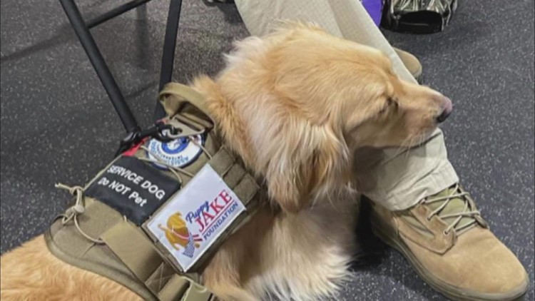 Puppy Jake Foundation talks supporting the military with service dogs