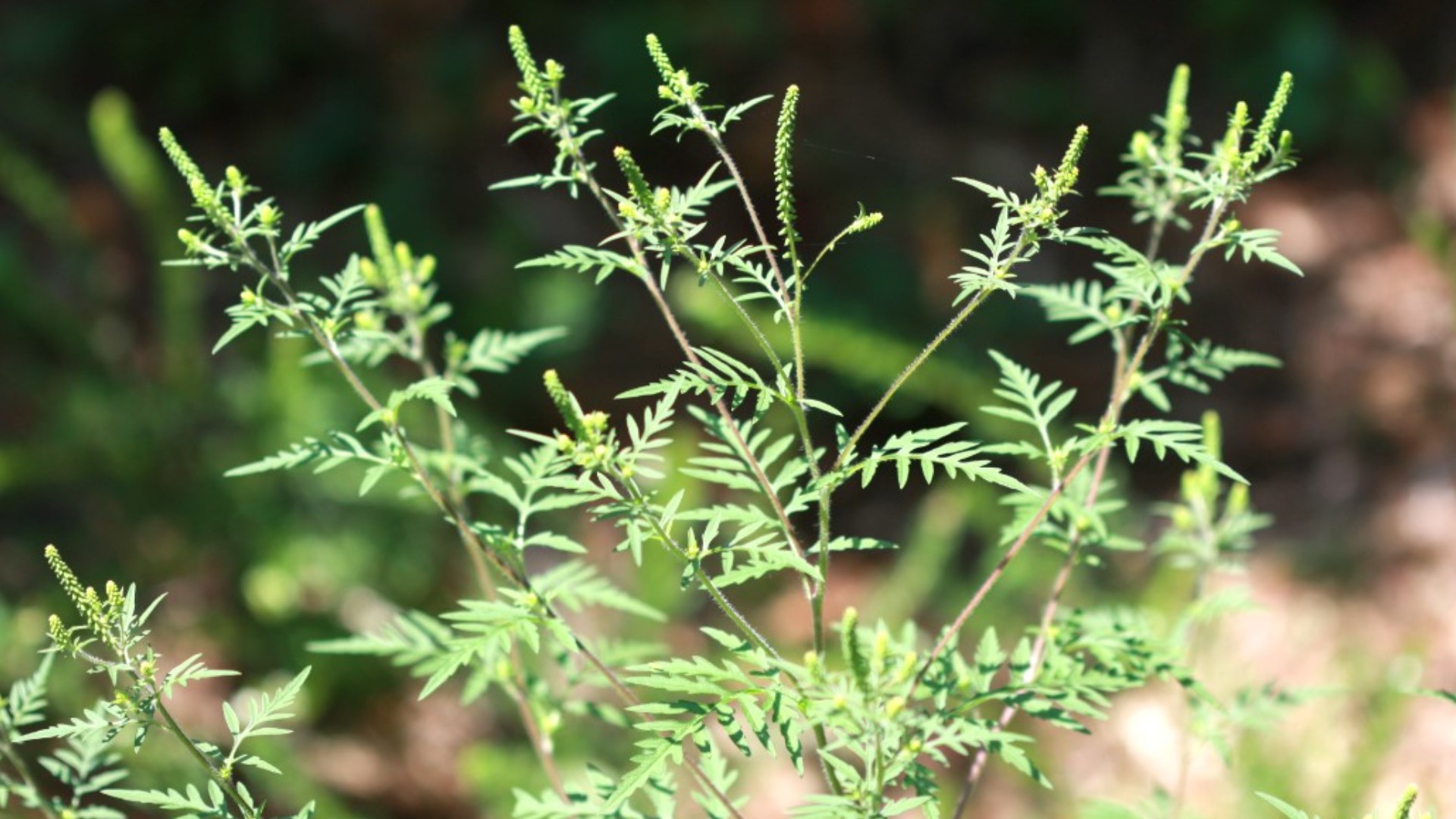 If you're feeling a little under the weather or stuffy heading into September, it could be the resurgence of a popular fall weed.