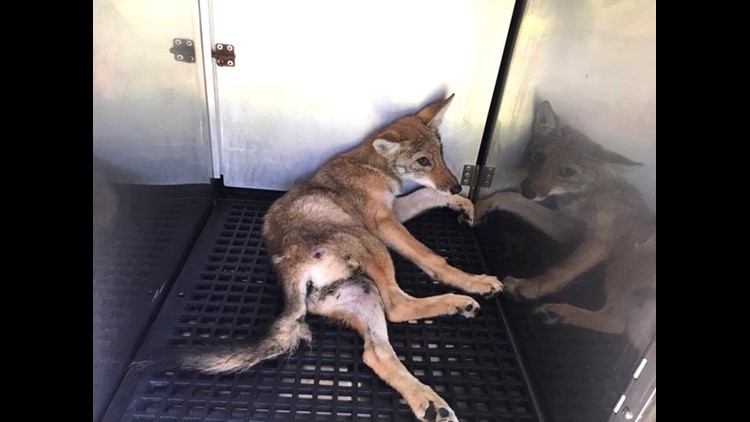Iowa man wants his emotional support coyote back