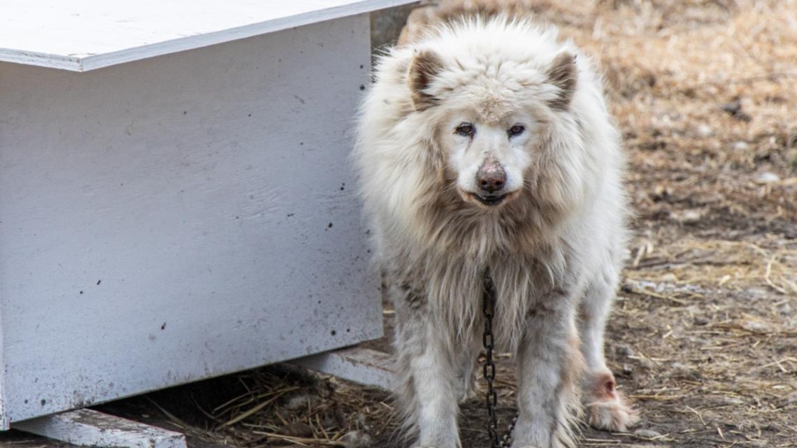 ARL of Iowa rescues 33 dogs north of Des Moines