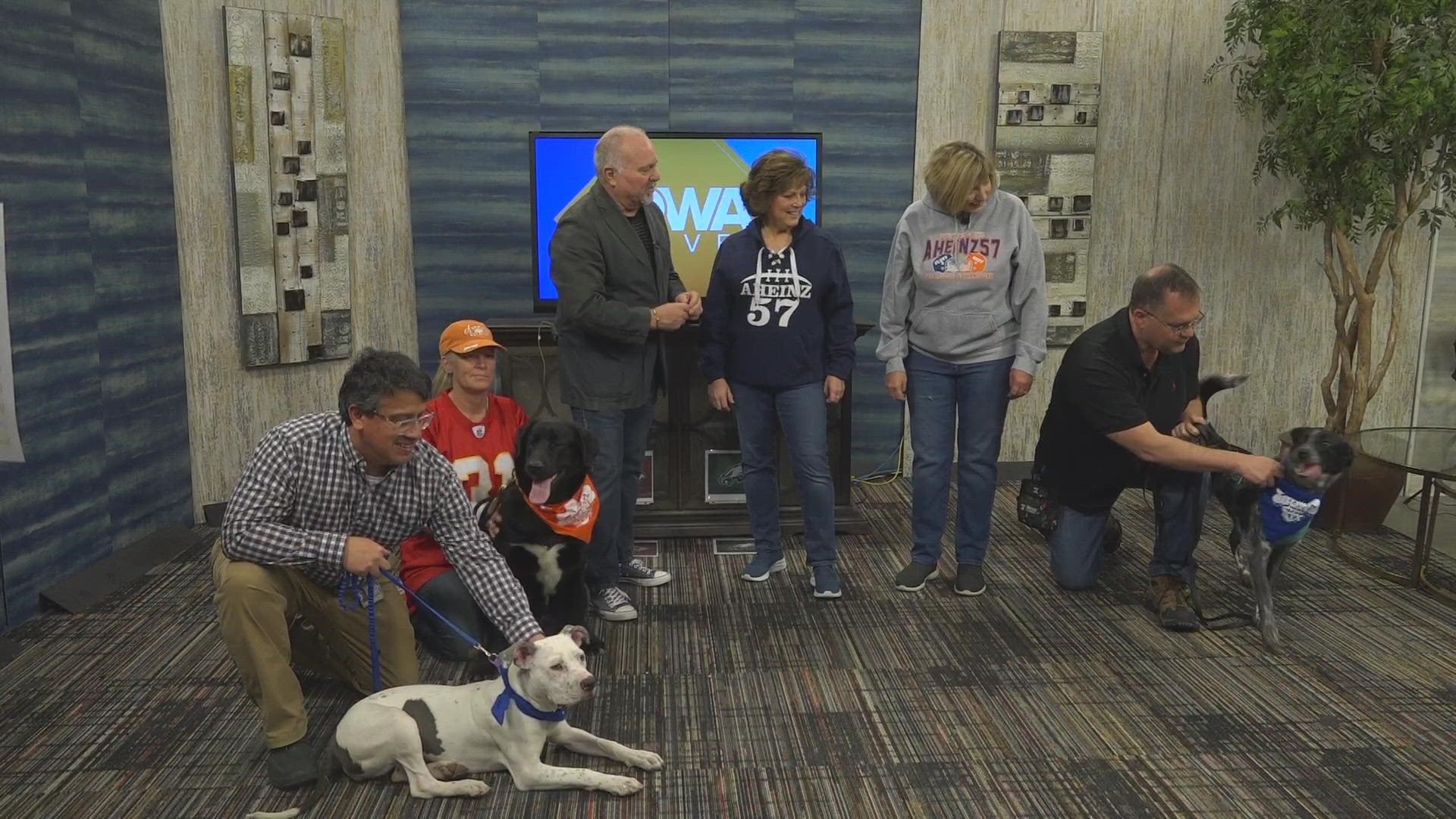 St. Louis Blues' adopted puppy a hit during Thursday's practice