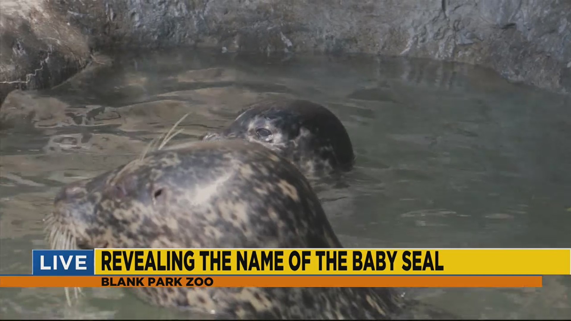 Blank Park Zoo - Baby Seal Name Reveal