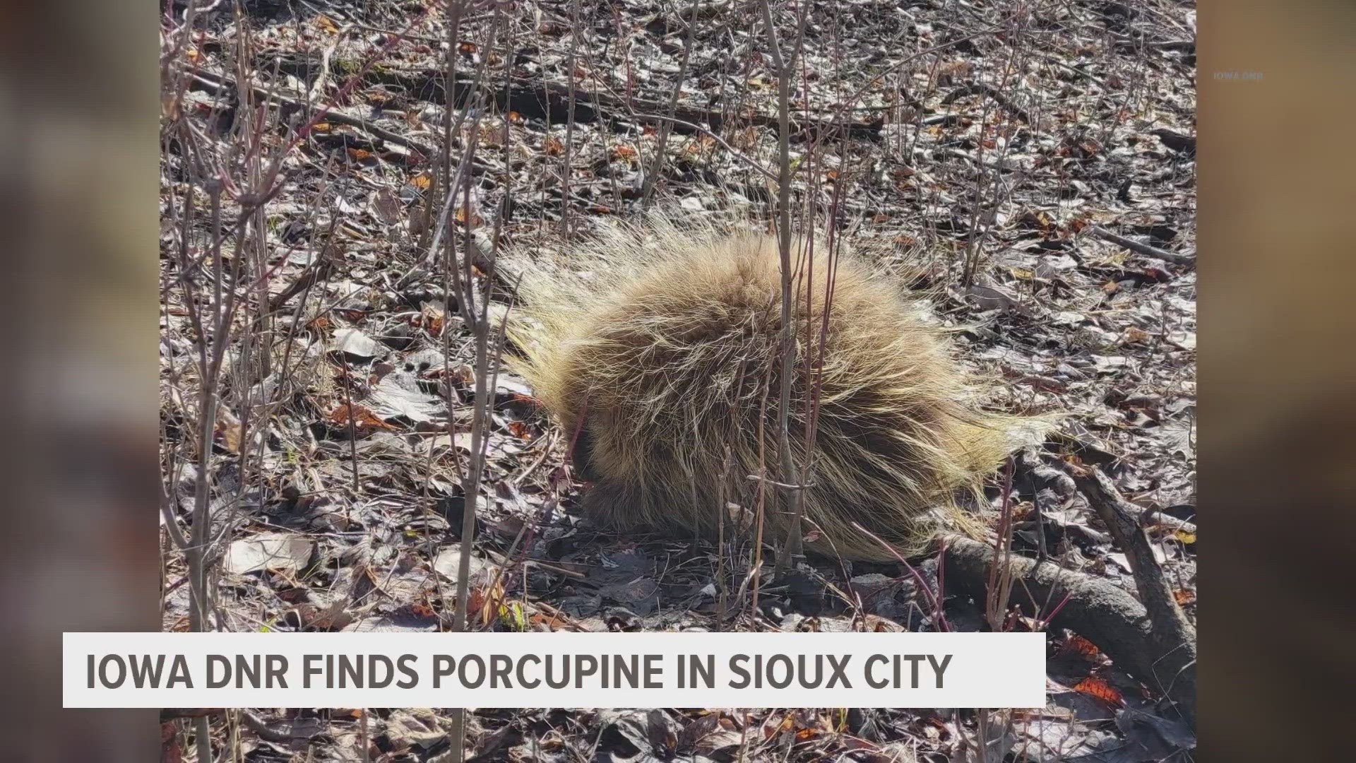While porcupines are occasionally found in Iowa, Iowa DNR reports that they mainly live in forests in states north and west of Iowa.