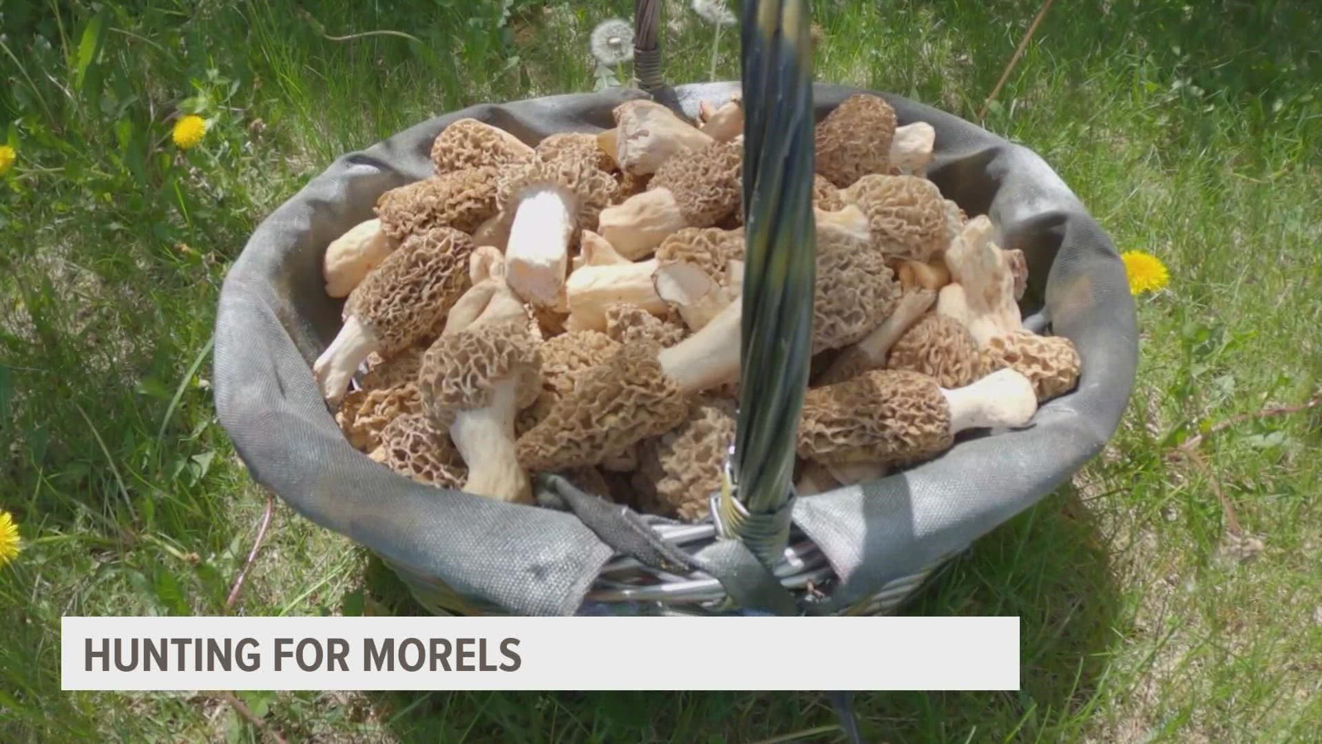 Todd Whitman's first morel hunt was at 3 years old, in Wright County.