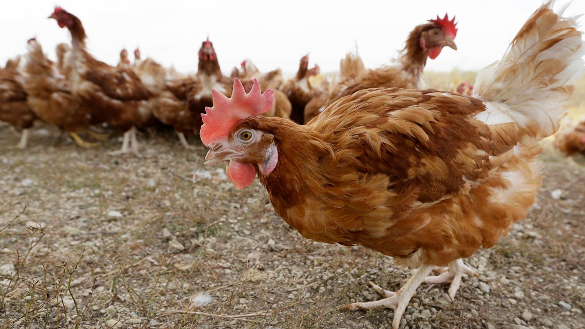 Iowa bird flu: Experts say virus is 'endemic', 'here to stay' - Vimarsana News