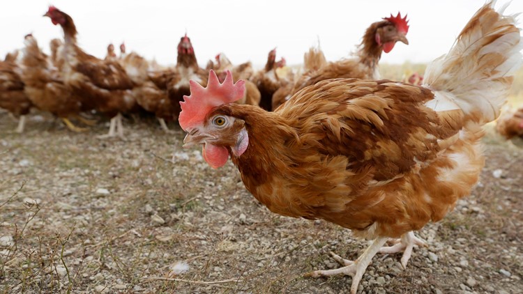 THIS WEEK: Avian flu likely to get worse before it gets better
