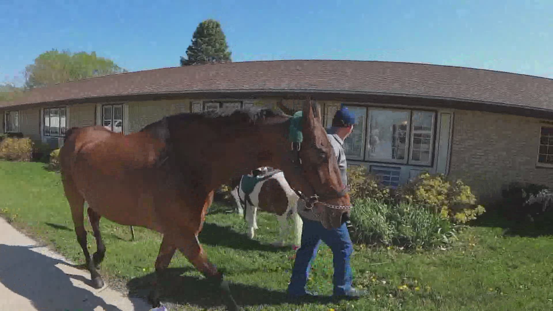 Horses bring joy to local nursing home