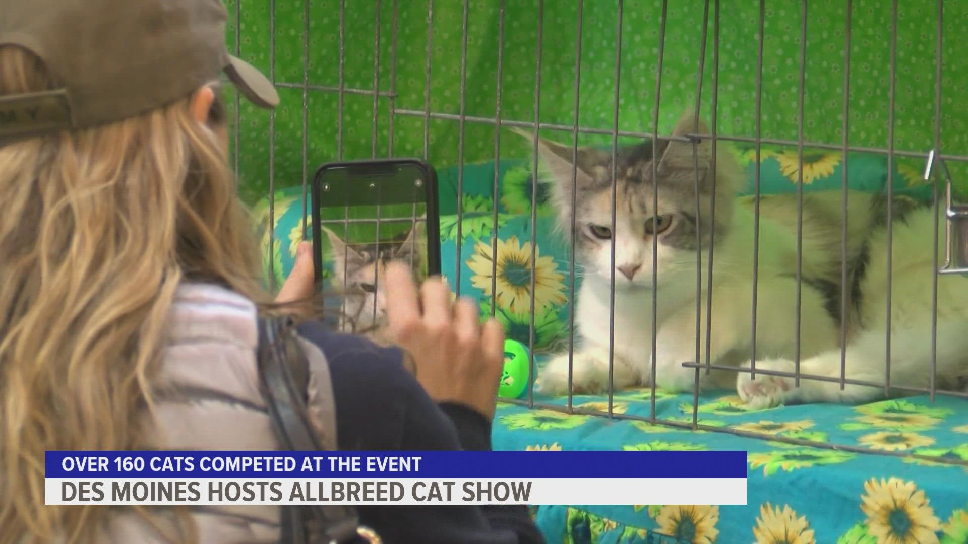 More than 160 cats of 40 different breeds competed in the event.