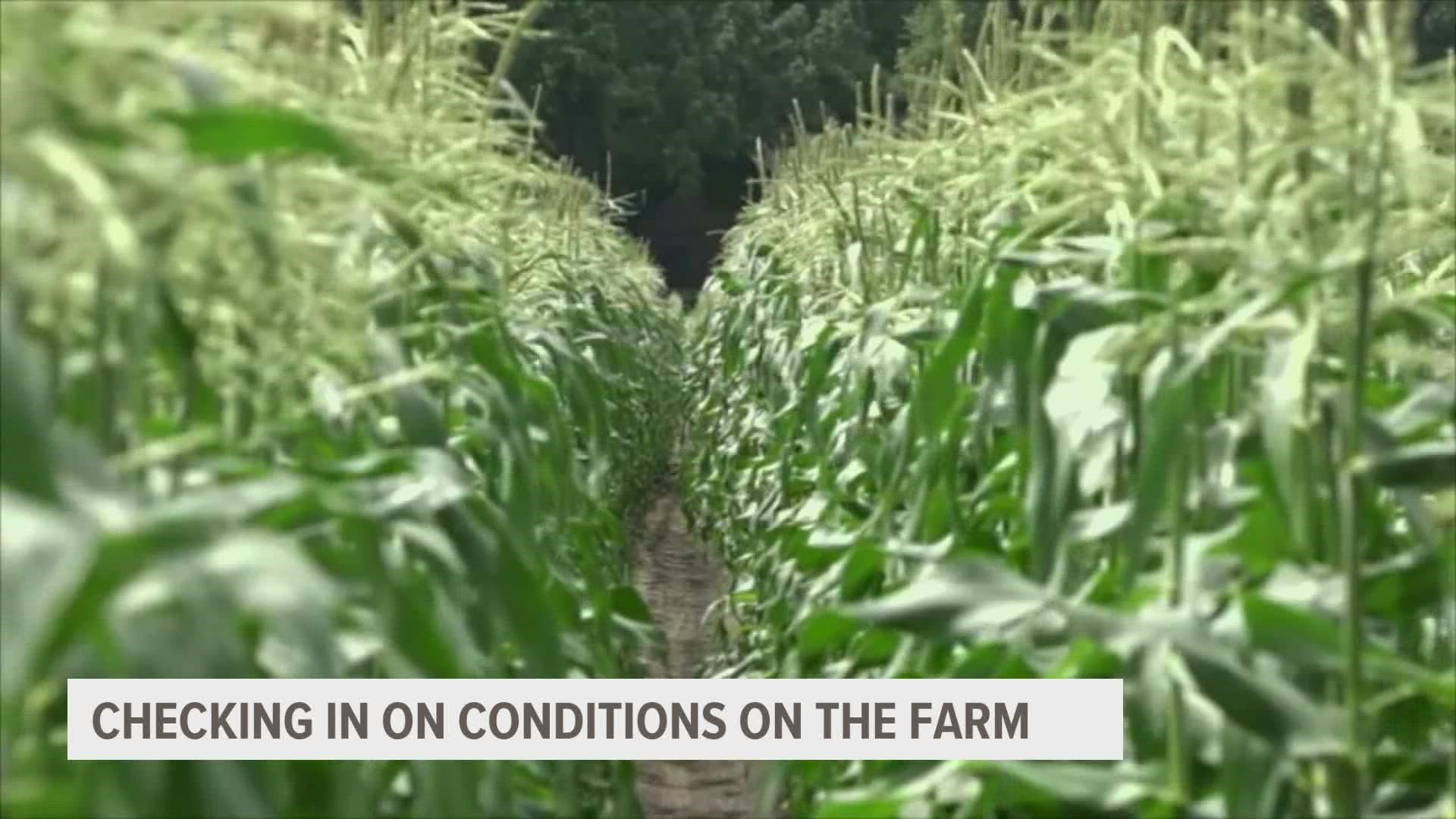 Iowa Secretary of Agriculture Mike Naig told Local 5 the optimistic view is due to the genetics of the crop.