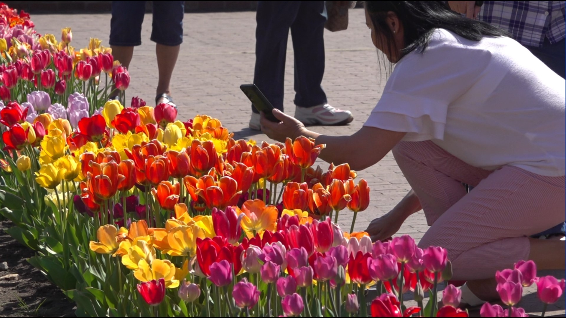 After unpredictable weather this year, gardeners have worked constantly to bring the tulips to full bloom.
