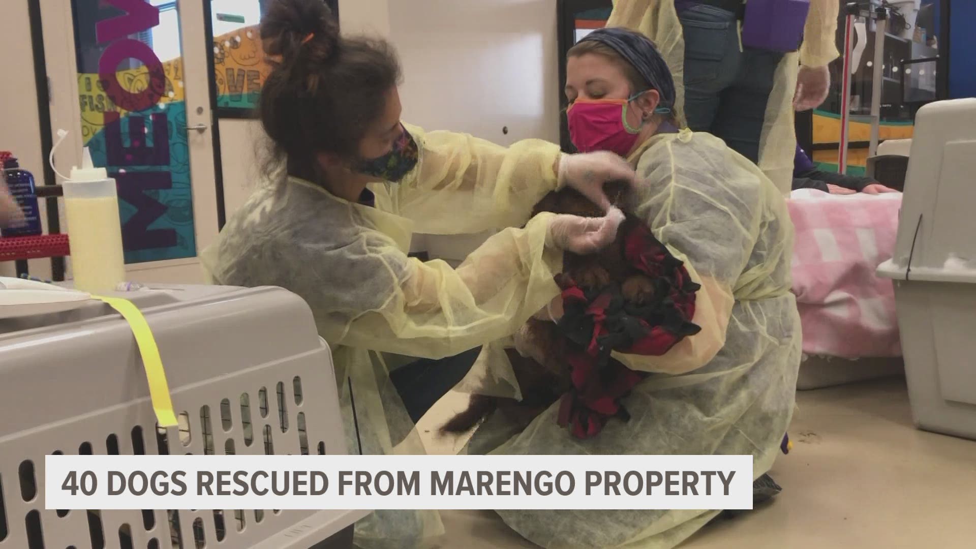 Animal Rescue League rescue teams traveled to Marengo during Thursday's snowstorm to make sure the dogs were safe from frigid temps coming in this weekend.