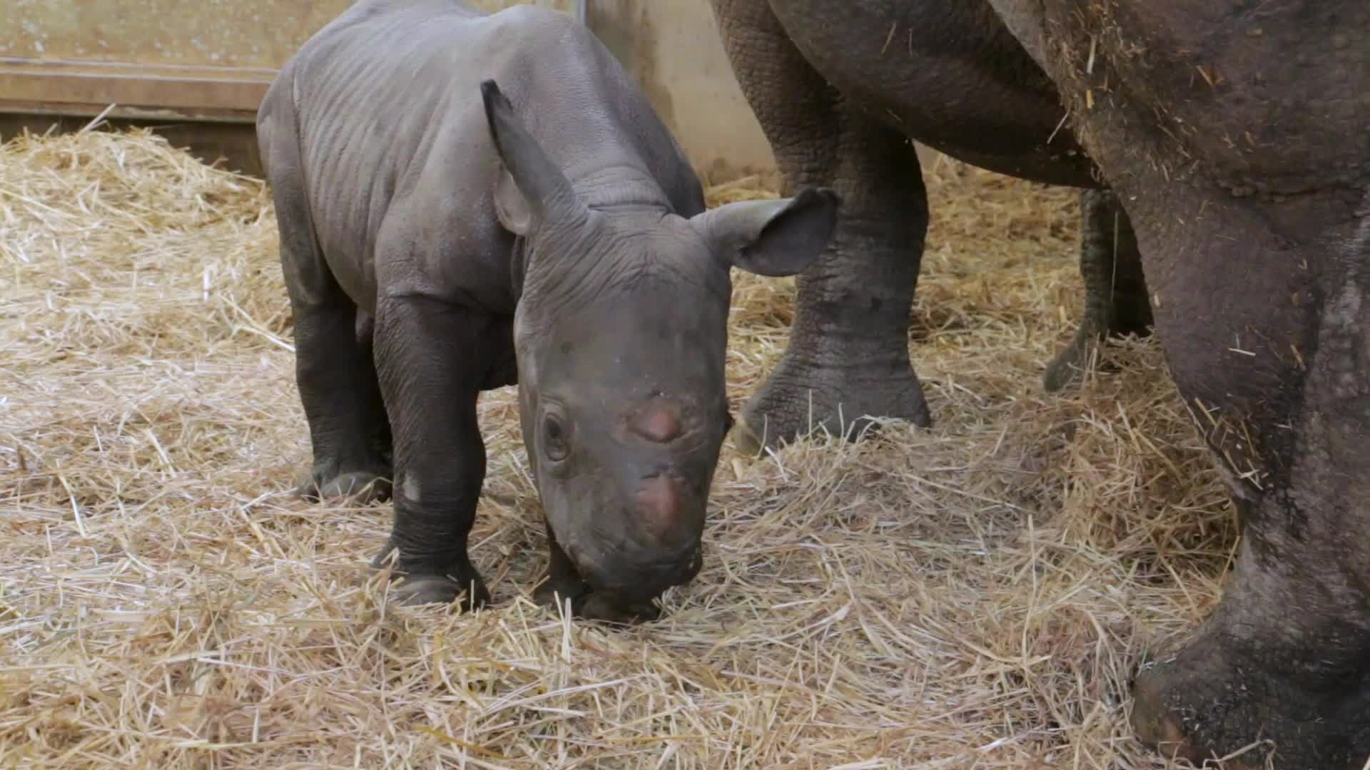 Baby rhino Kamara will make her first public appearance this weekend(01)