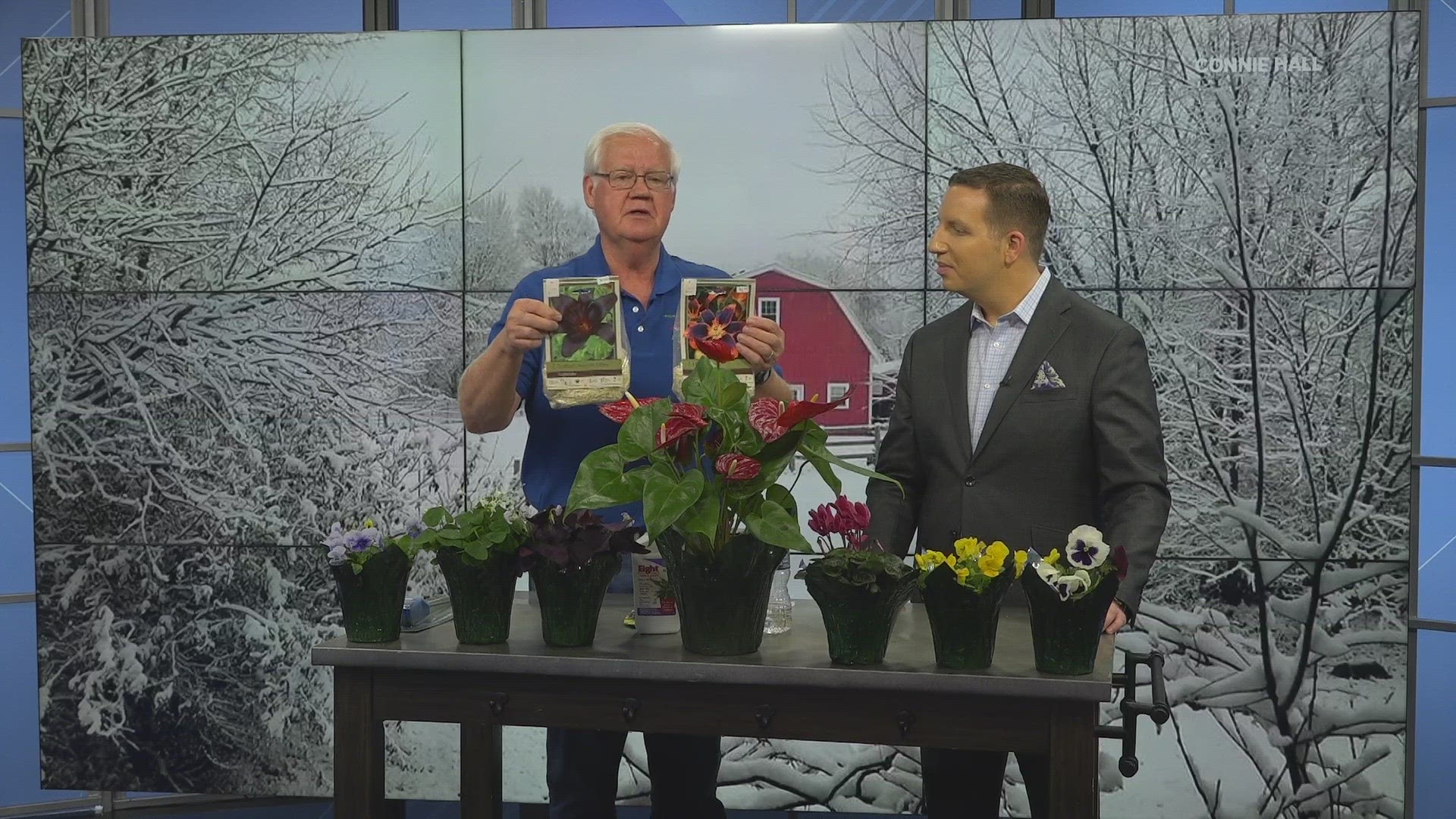 Jerry Holub of Holub Greenhouses shows off some plants as spring approaches.