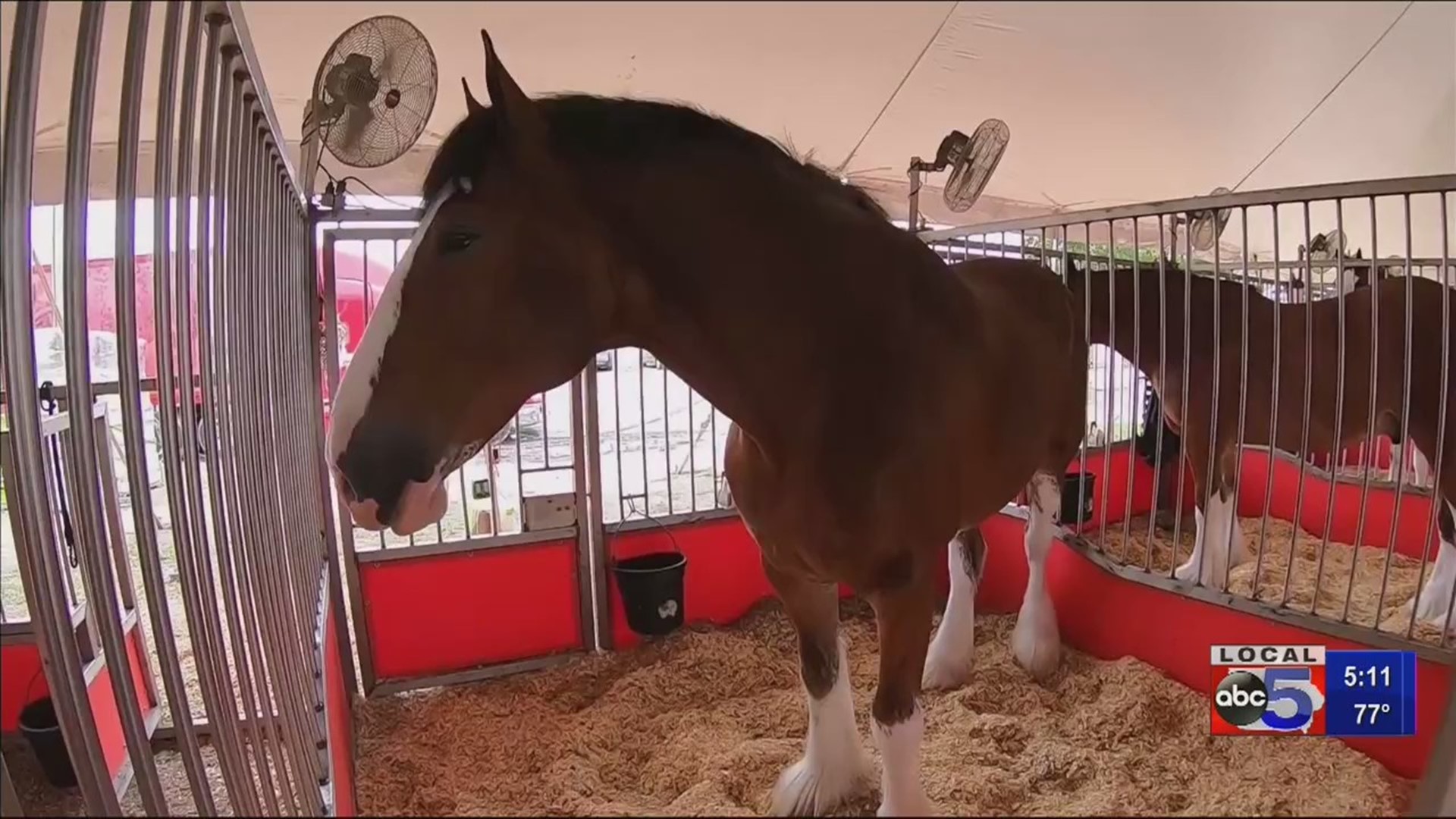 Budweiser Clydesdale's and Pie Eating Contest at Iowa State Fair