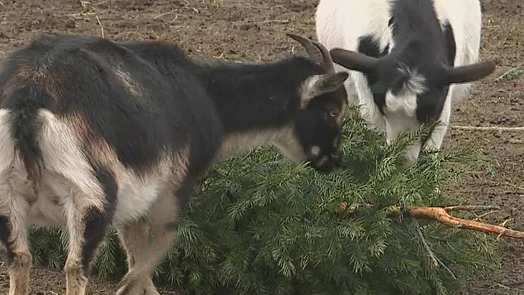 A feast for goats: here's an environmentally friendly way to get rid of your old Christmas trees