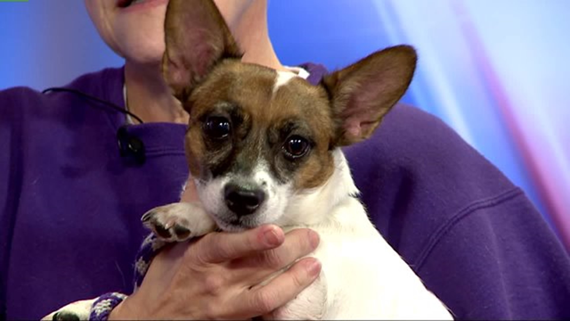 Furry Friends with Maggie, the Jack Russell Terrier