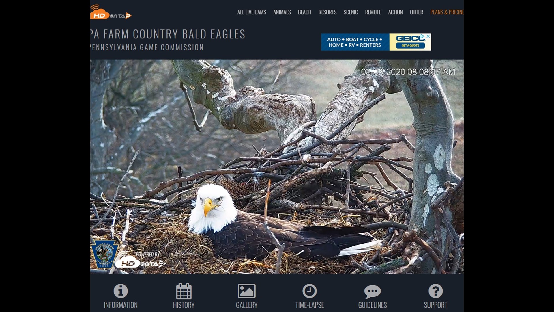 New eagle's nest cam provides inside look at three eggs laid last month