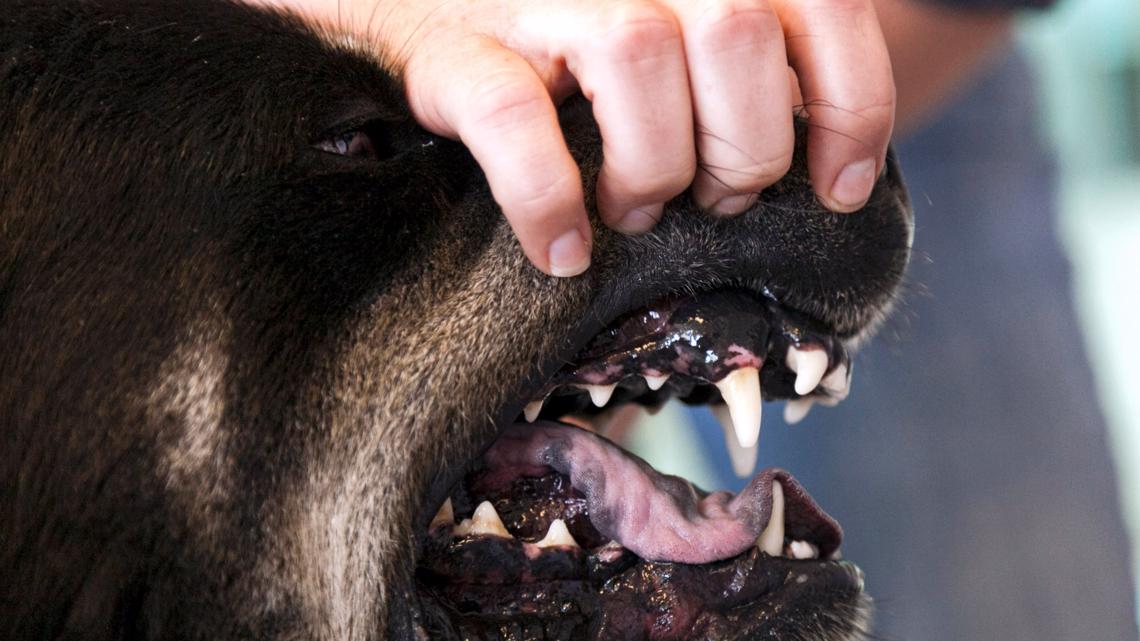 Two people and their dogs attacked - Vimarsana News
