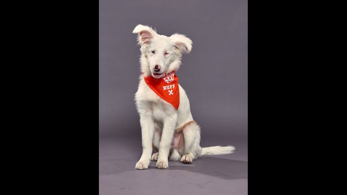 5 adorable pups to represent the 305 in this year's Puppy Bowl - CBS Miami