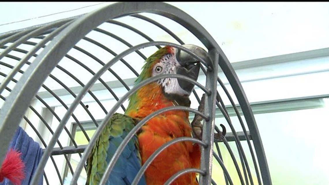 Bird sanctuary in Lancaster County in jeopardy of closing down