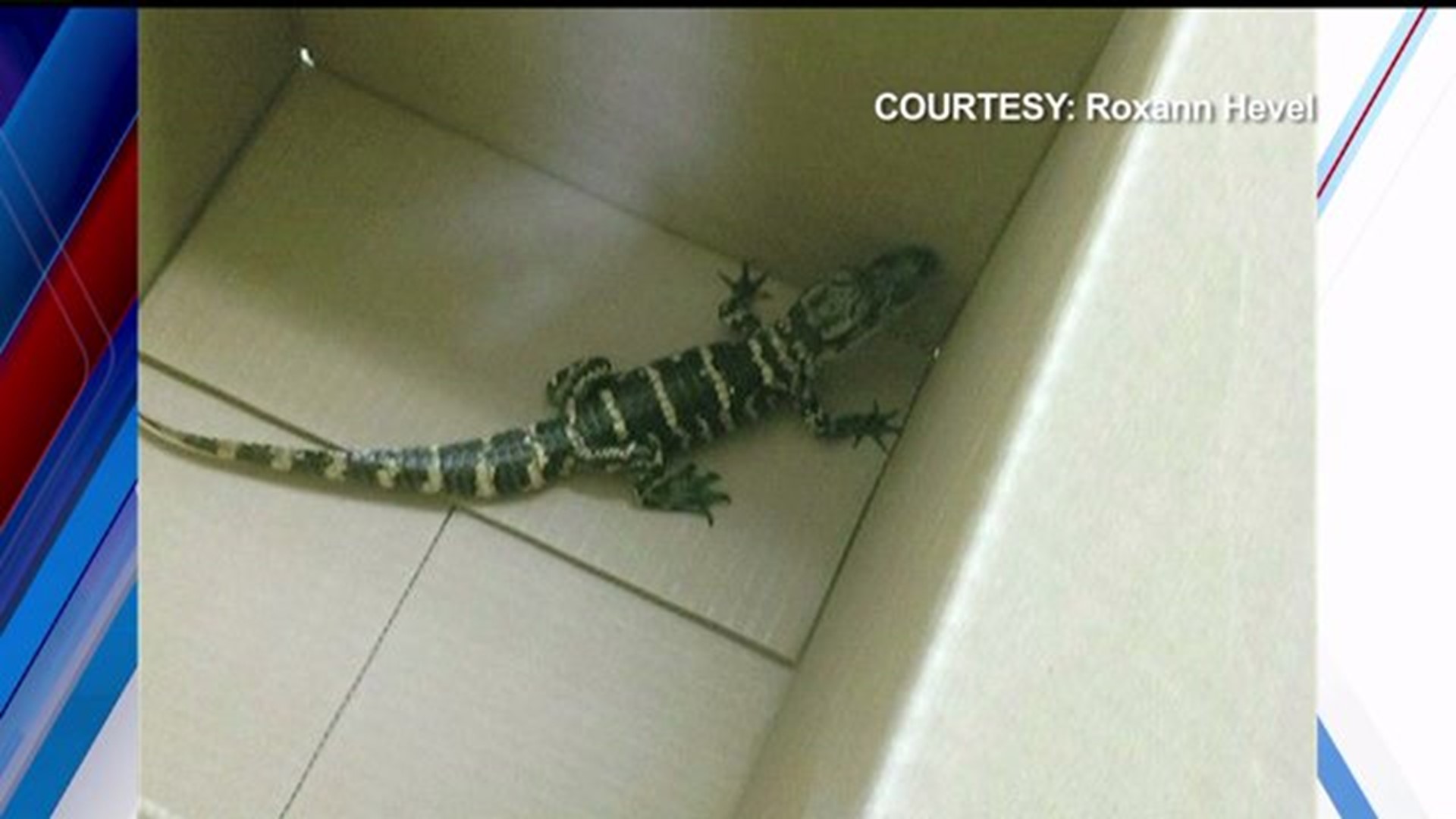 Baby Alligator Found in Middletown Giant