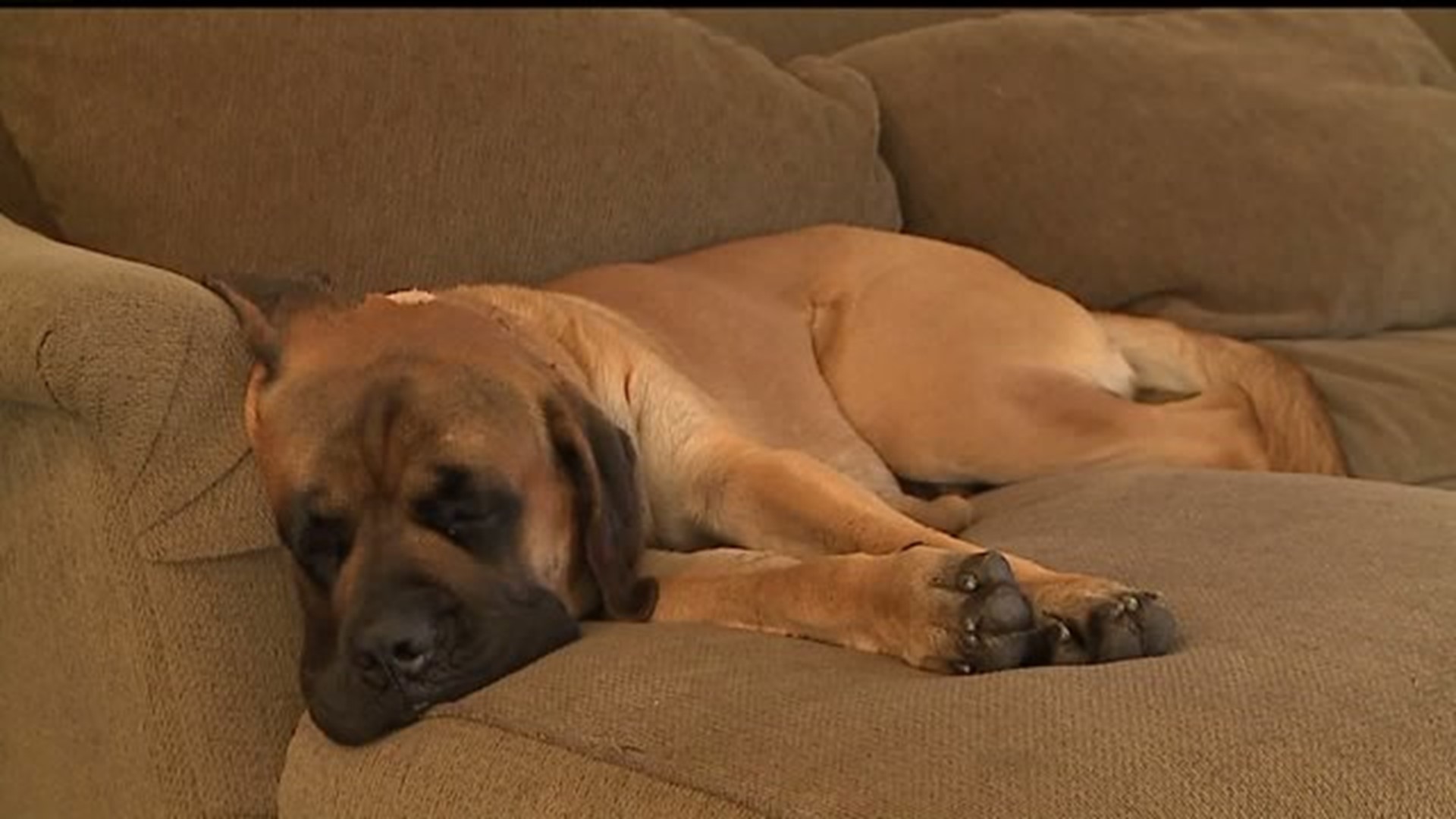 Dog shot survives in Lancaster county