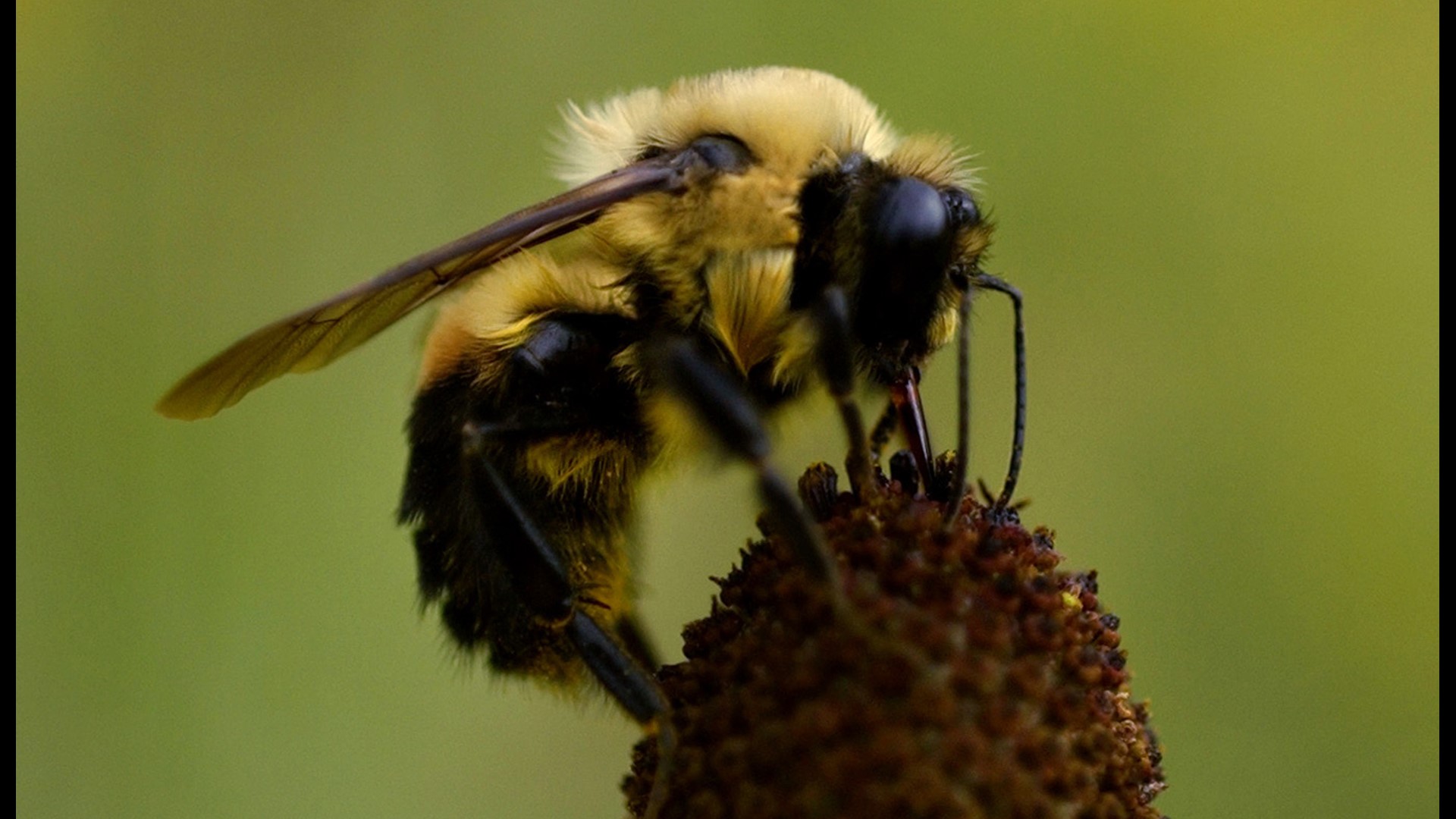 Study Bumblebees are dying off due to climate change