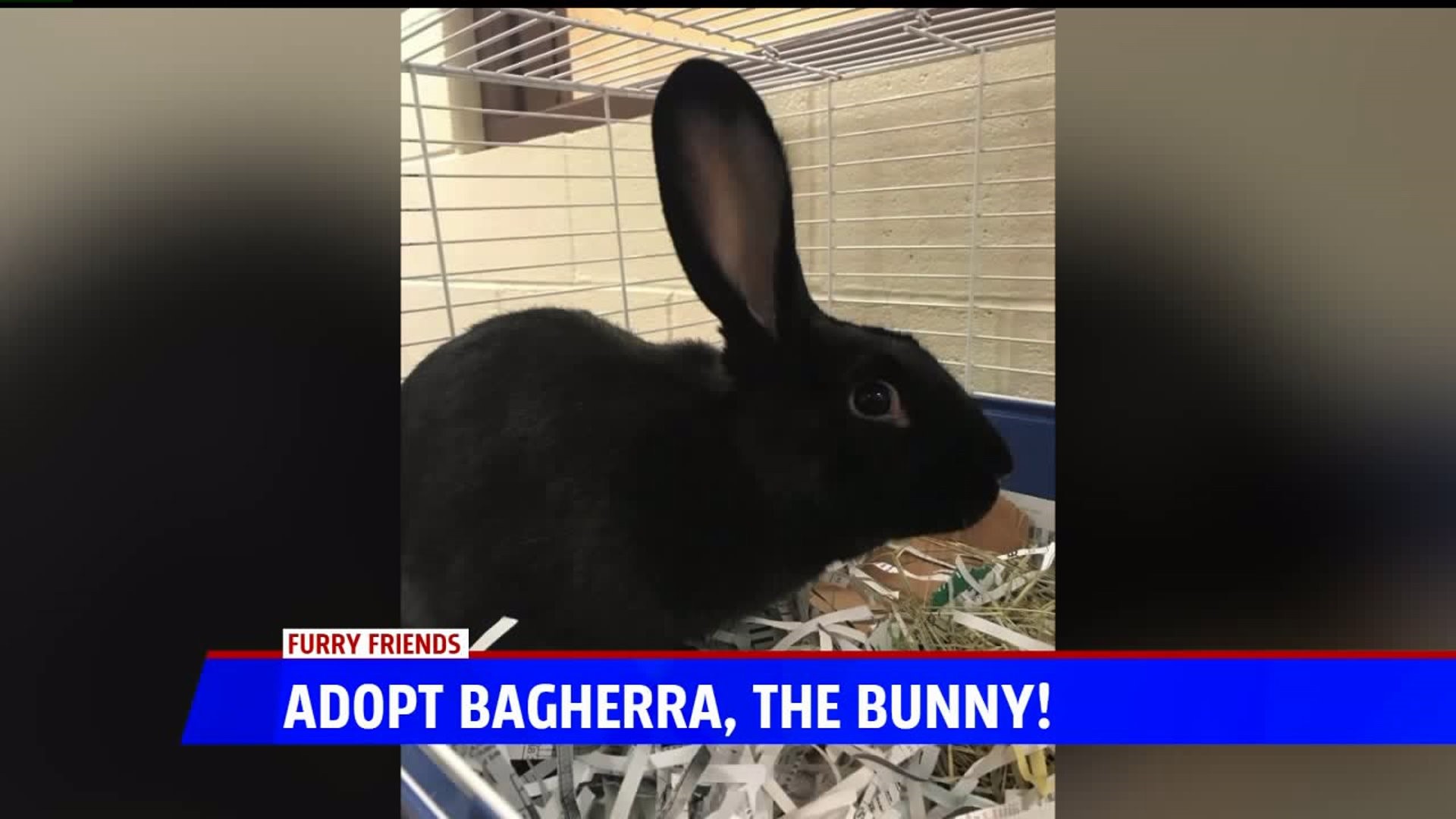 Furry Friends with Bagherra, the rabbit
